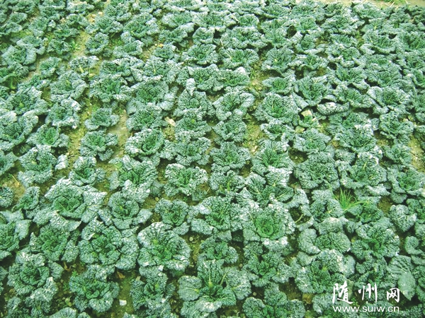 ׌�S�������ࡰ�ߡ��ø��h(yu��n)������δ��쾫Ʒ�_�l(f��)�ط��߲�Ʒ��